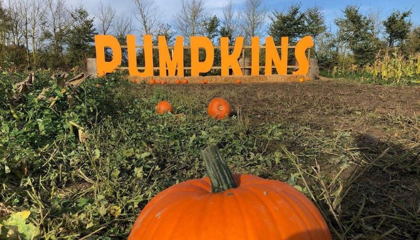 Rotherwick Pumpkin Patch